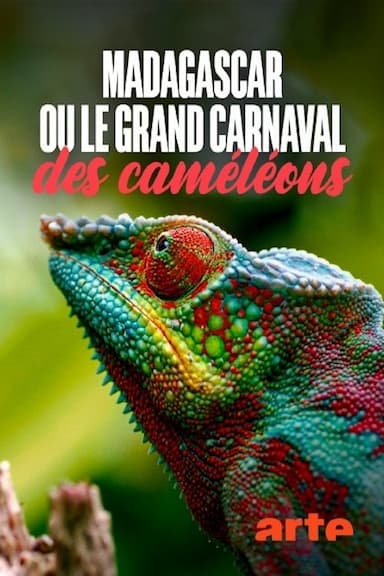 Madagascar ou le grand carnaval des caméléons